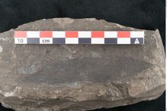 Foto (Detailansicht) von Eucalyptus oceanica Unger (NHMW-GEO-2024-0188-8032)